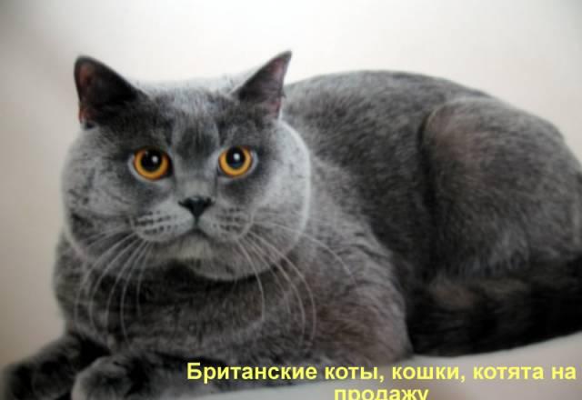 Вязка британского кота Москва