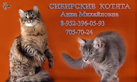 Сибирские котята Санкт-Петербург