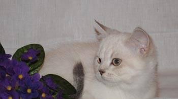 Шотландские страйт котята колорных окрасов Москва