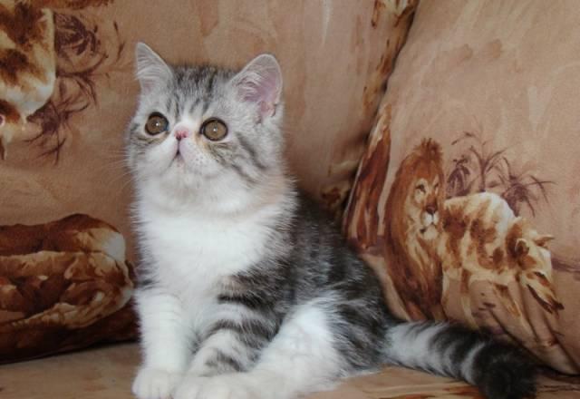 Котенок породы Экзотическая короткошерстная Южно-Сахалинск