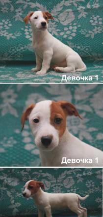 Породистые щенки Джек Рассел терьера Москва