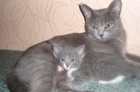 Котята в добрые руки бесплатно Волгоград
