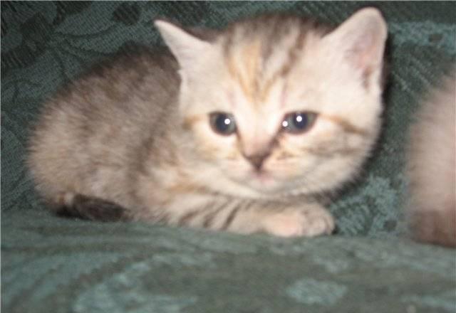 Шотландские котята Челябинск