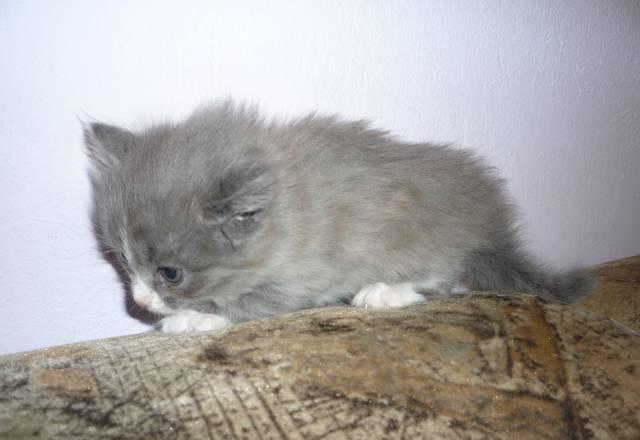 Котёнок серенький девочка 1 месяц Москва