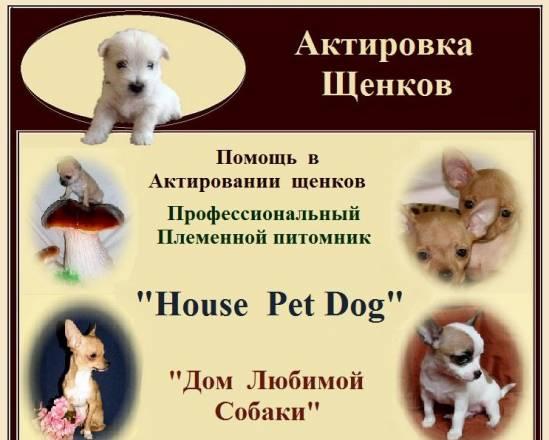 Актировка щенков декоративных пород Москва