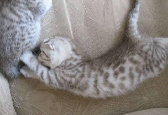 Элитные котята - вискас, мрамор, серебро Челябинск