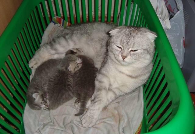 Шотландские вислоухие котята Тула