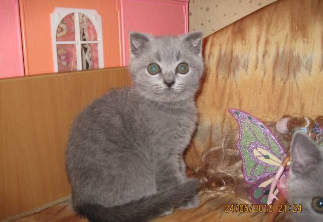 Шотландские котята Москва