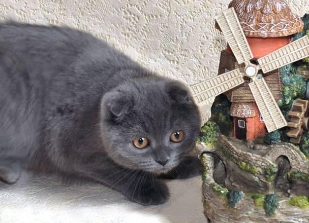 Шотландская вислоухая кошечка Москва