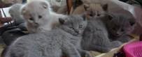 Британские и шотландские котята Москва
