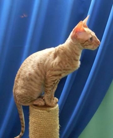 котята корниш-рекс, вязка Москва