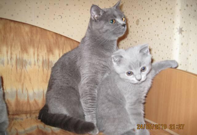 Шотландские котята Москва