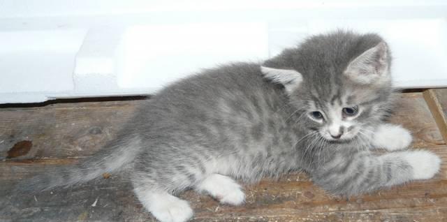 Серенький котенок Нижний Новгород