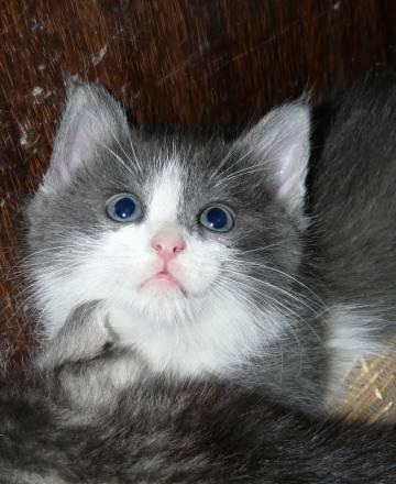 Котенок Нижний Новгород