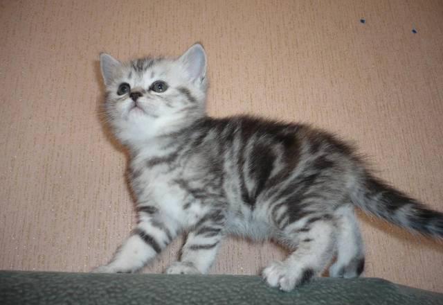 Британские котята Белгород