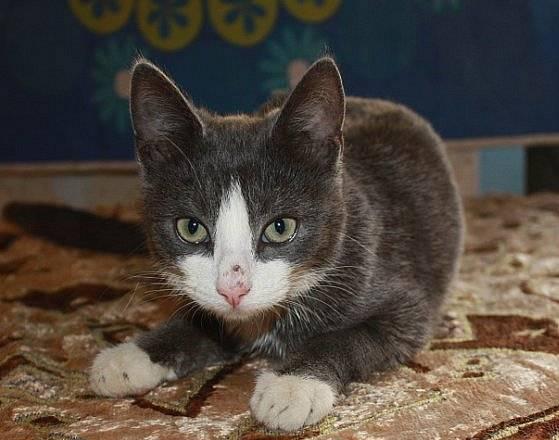 Котенок Чепчик ищет семью Санкт-Петербург