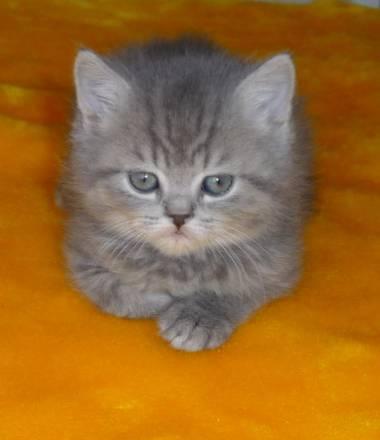 Британские котята Челябинск
