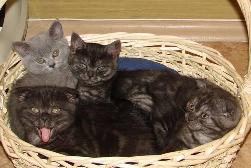 Не дорого клубные котята Москва