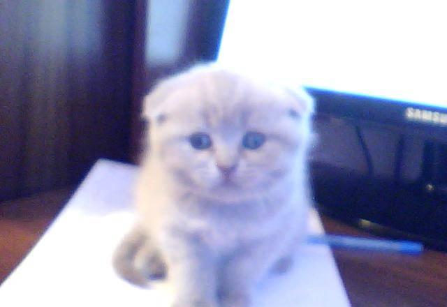 Котята Коломна