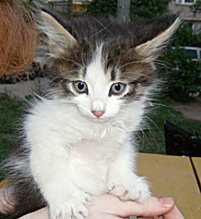 Маленького котика отдам в добрые руки Нижний Новгород