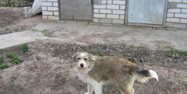 Собака в добрые руки Волгоград
