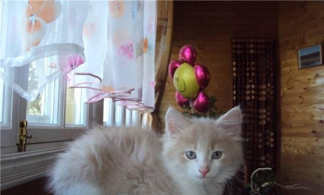 Котенок Рафаэль-очаровательный , возр 2,5  мес Москва