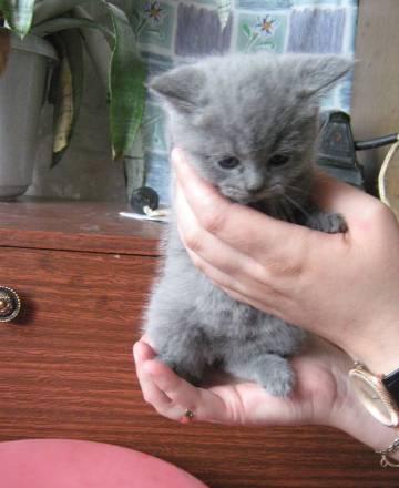 Котята британские короткошерстные Балашиха