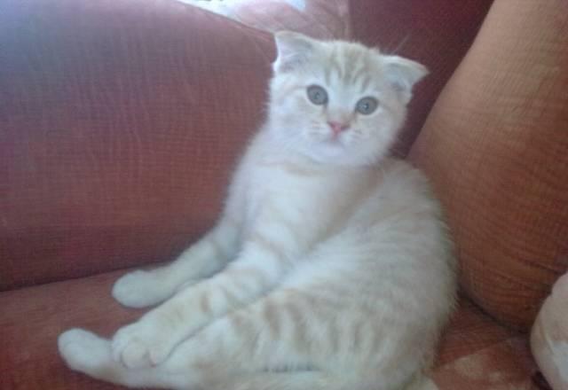 Котята Оренбург