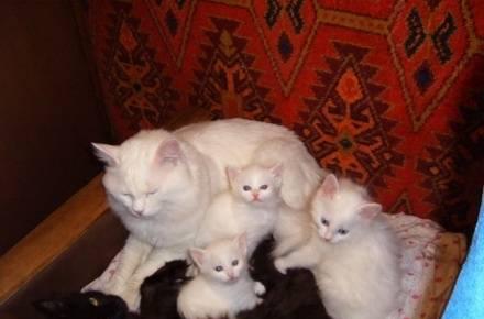 котята турецкой ангоры шоу класса Москва