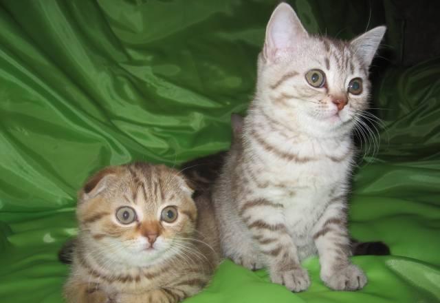 Племенные скоттиш фолд и страйт котята шоколадные Нижний Новгород