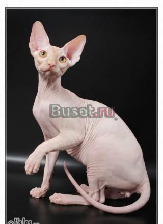 Питомник Happy cats котята канадского сфинкса Москва