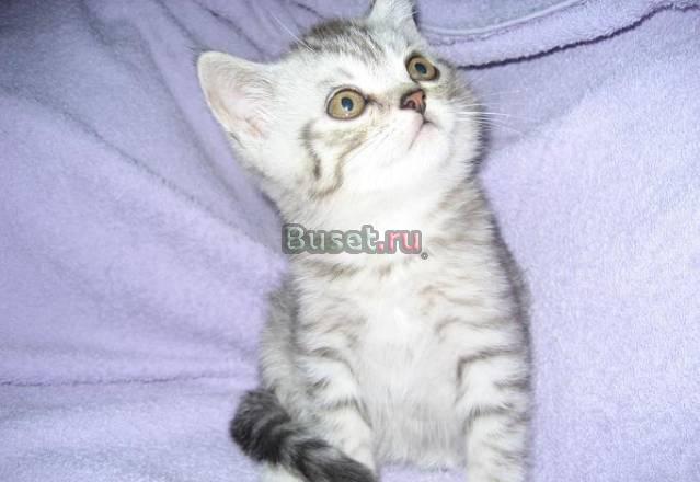 Британские  котята г Ивантеевка Москва
