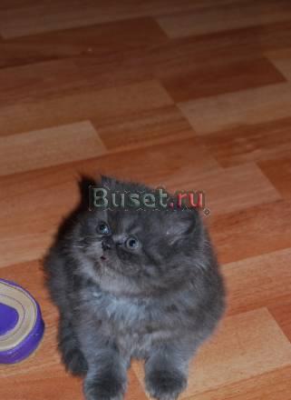 Котята Москва
