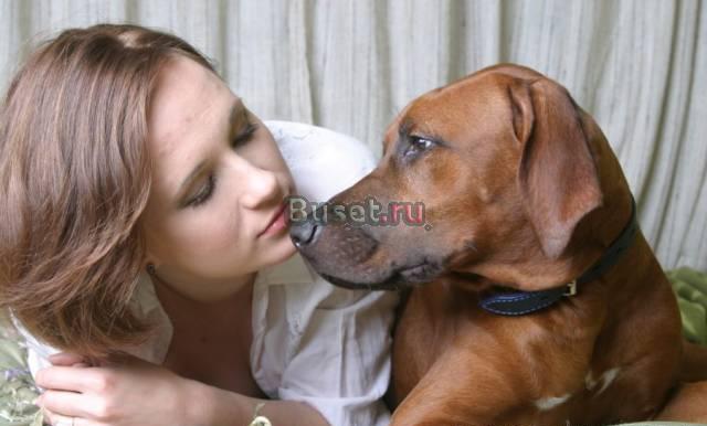 Щенки Риджбека с узором ( гребнем) на спине Москва