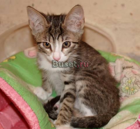 Полосатая котенок-девочка ищет дом Санкт-Петербург