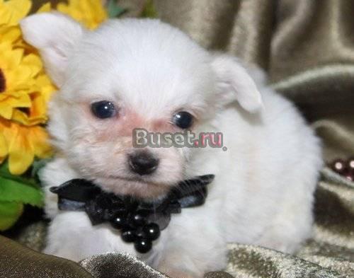 Великолепный AKC Papillon Муж AVL Опыт  - Родител Аксарайский