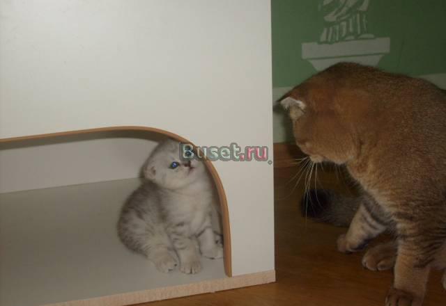 Котята эксклюзивных окрасов Ростов-на-Дону