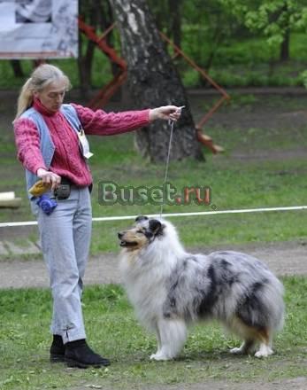 Потрясающие щенки колли - голубые и триколор Москва