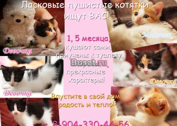 Котята для Вас Санкт-Петербург
