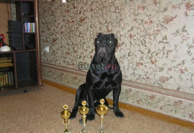 Щенки Кане Корсо от привозных родителей Ангарск