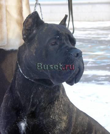 Щенки Кане Корсо от привозных родителей Иркутск