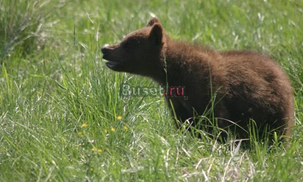 Продам медведя Красноярск