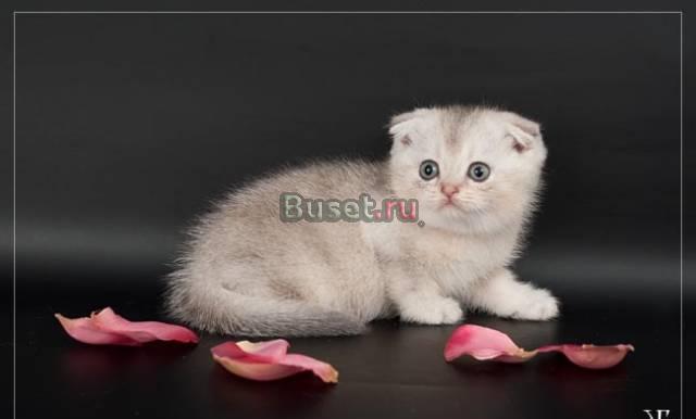 Шотландские тикированные котики Москва
