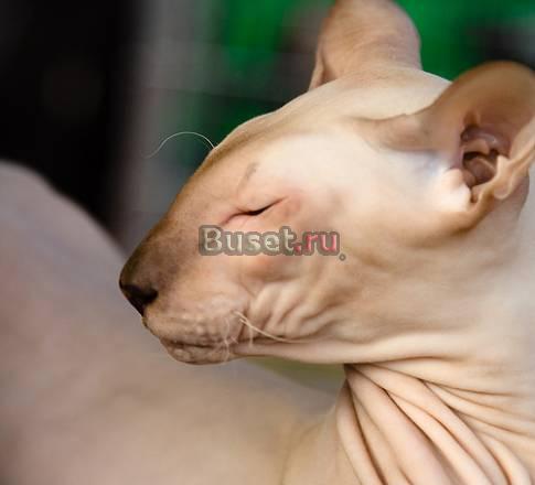 Кот для вязки Солнечногорск