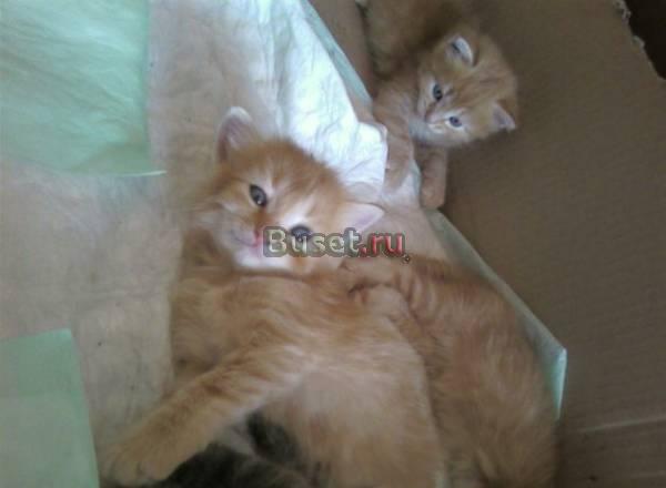 Продаются сибирские котята Москва