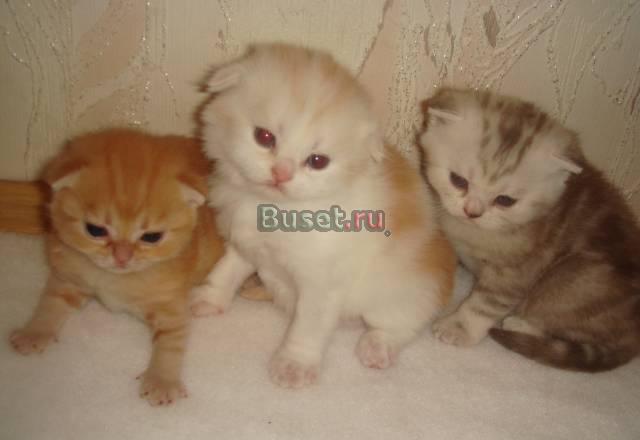 Продам элитных шотландских вислоухих котят Новосибирск
