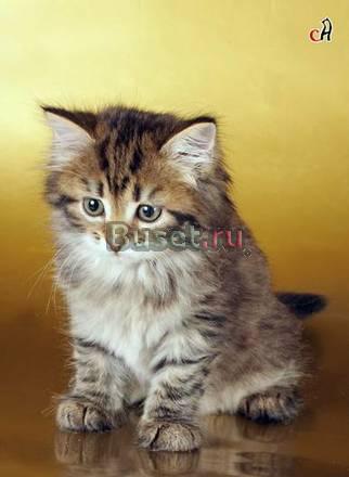 Сибирские котята Санкт-Петербург