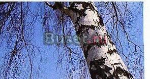 Березовый сок Димитровград