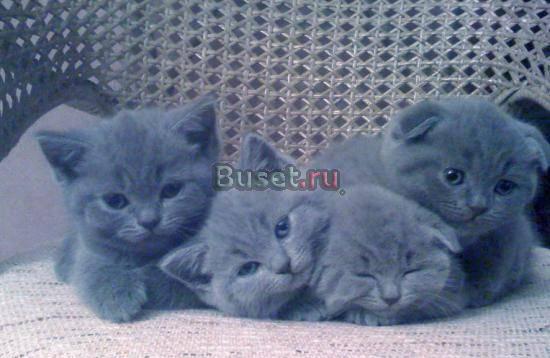 Котята британские и вислоухие Омск