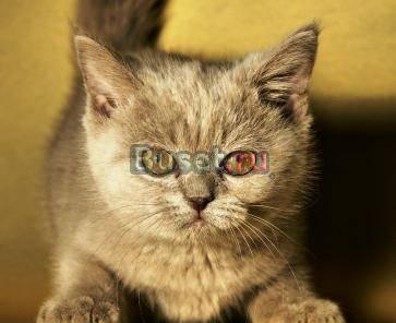 Британские  котик и кошечка Москва